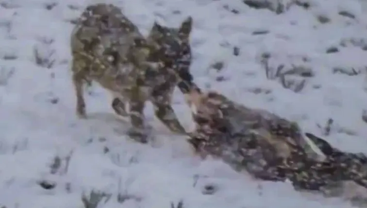 La imagen del lobo con su presa
