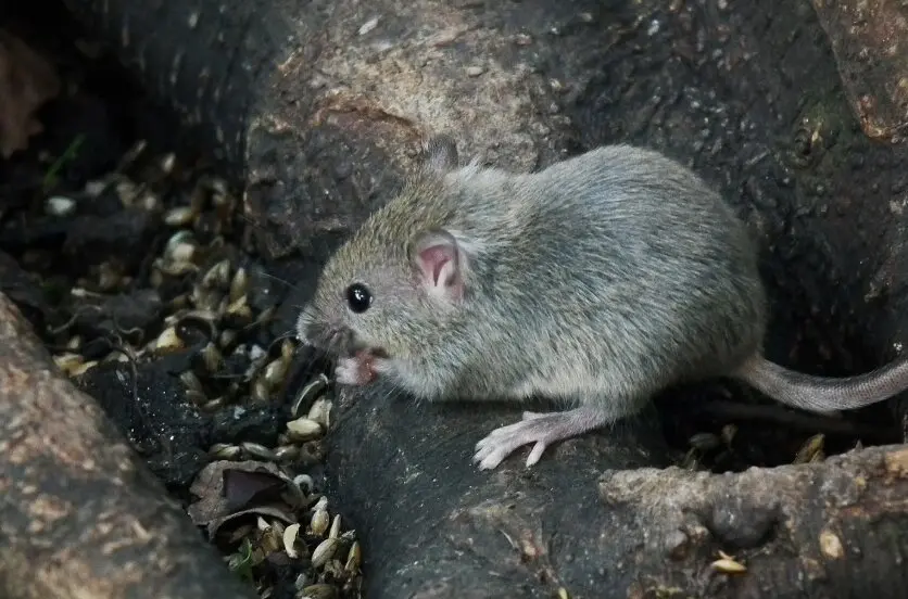 Ratas