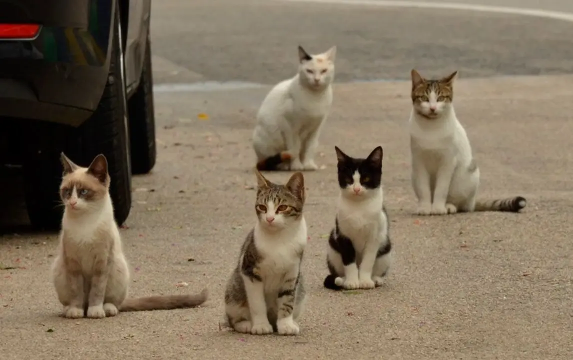 Gatos