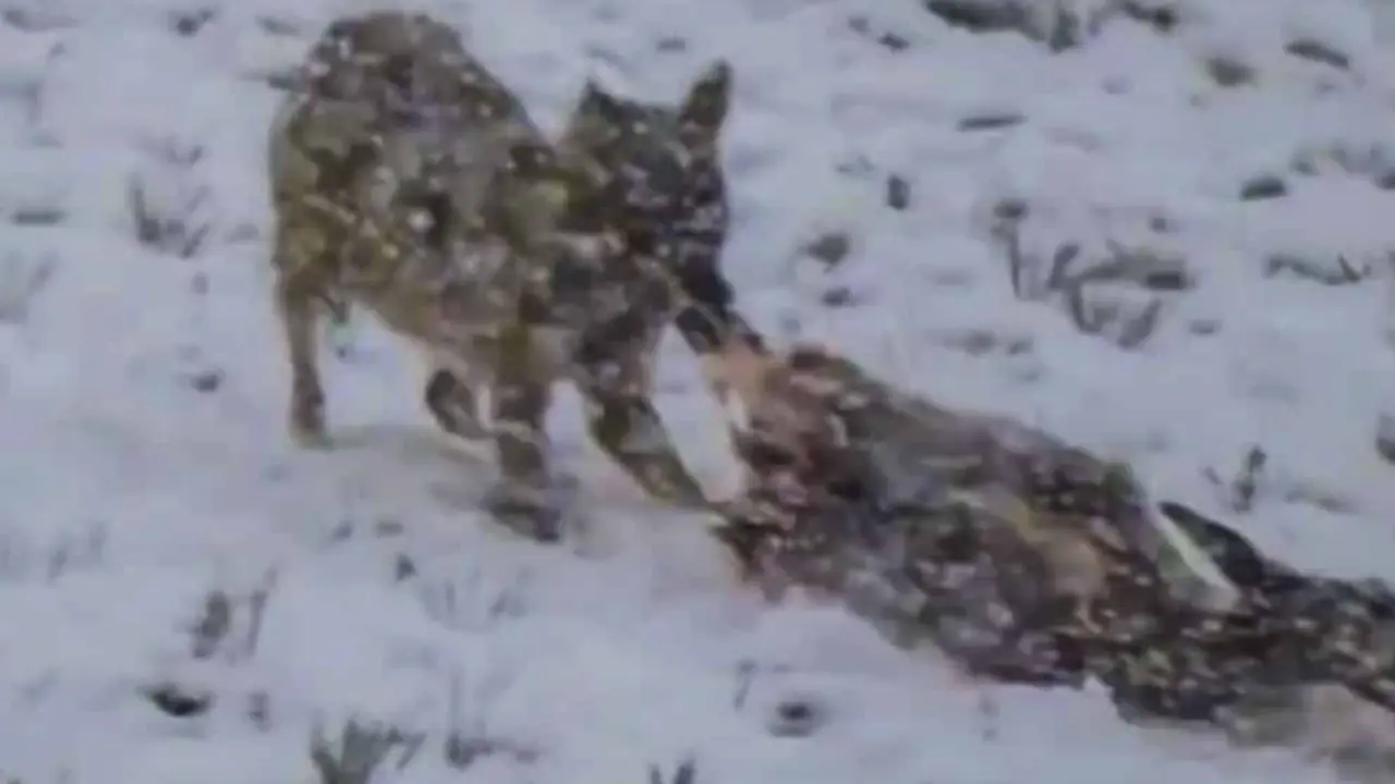 La imagen del lobo con su presa