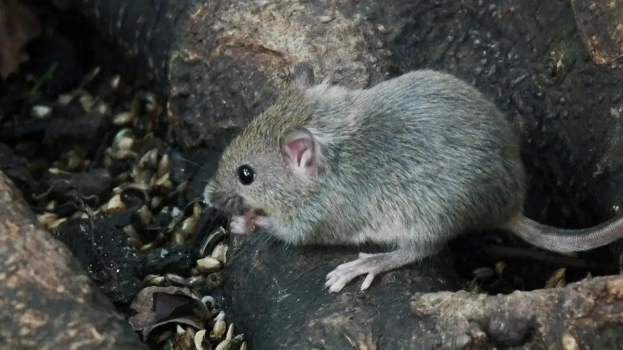 Ratas