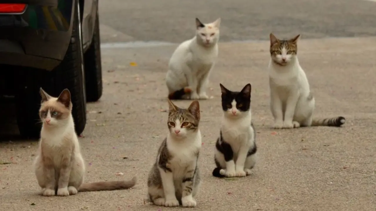 Gatos